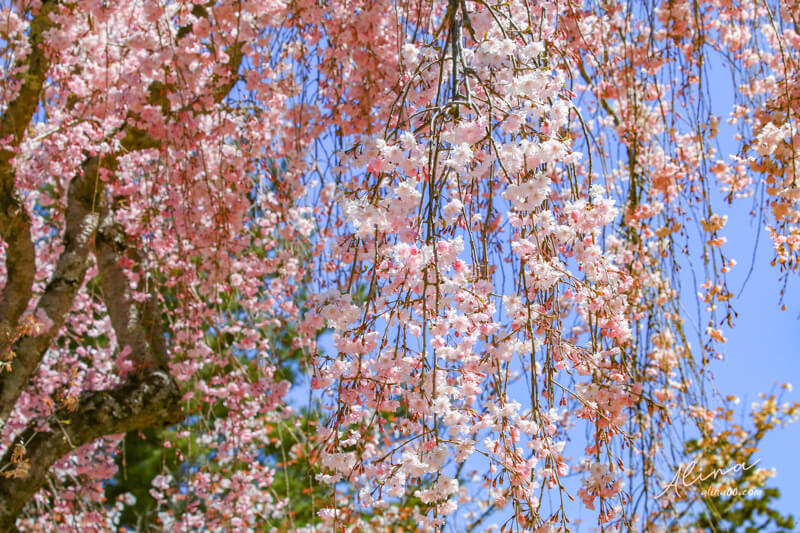 京都櫻花景點一日遊