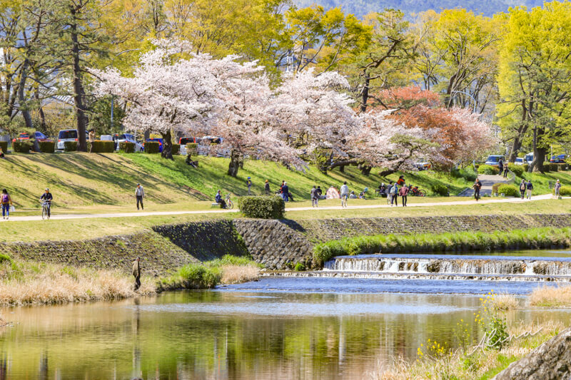 京都櫻花景點一日遊