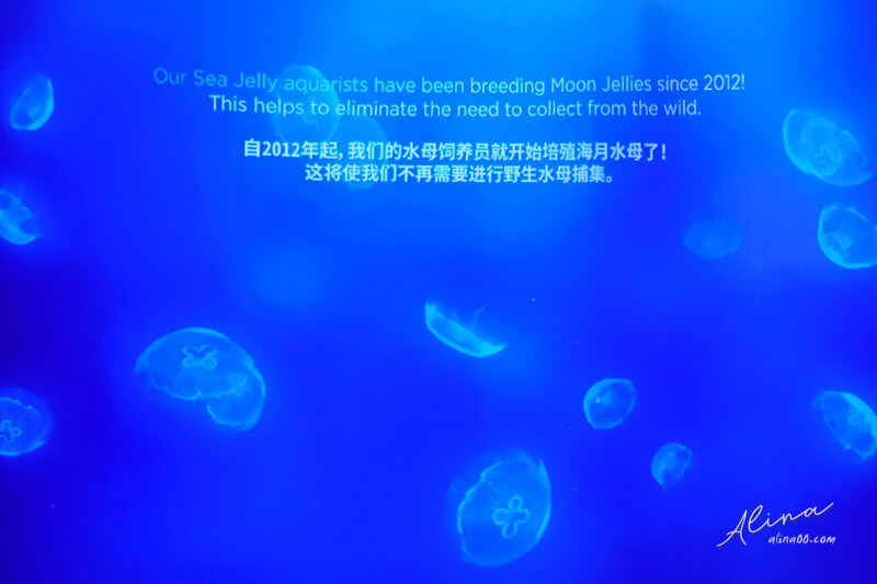 新加坡聖淘沙名勝世界 S.E.A.海洋館