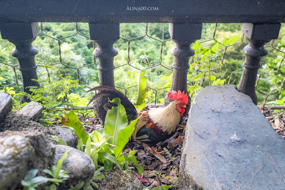 花蓮鳳林美食