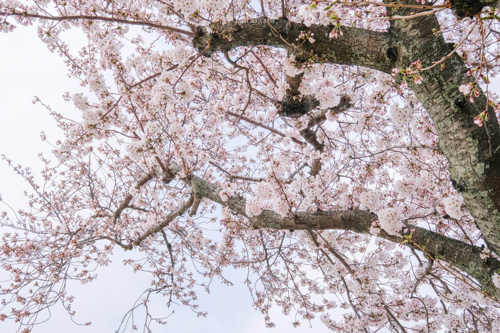 濟州島櫻花
