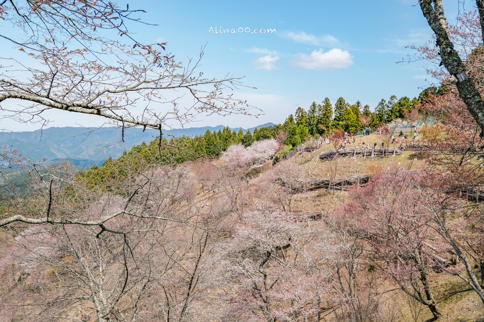 吉野山櫻花景點