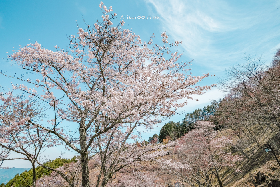 吉野山