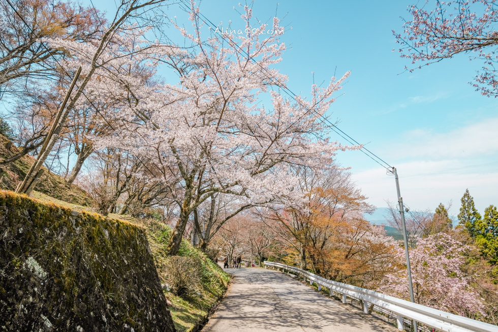 吉野山櫻花