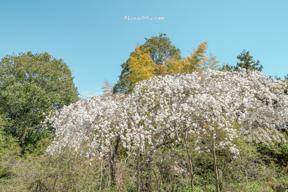 吉野山櫻花