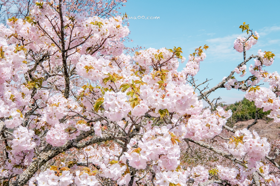 吉野山