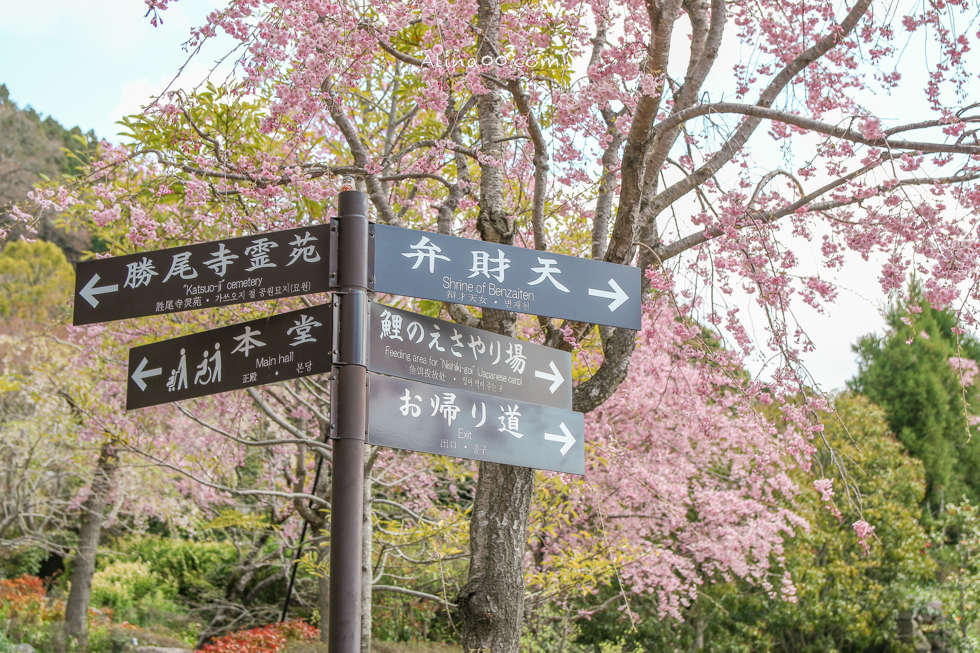 勝尾寺