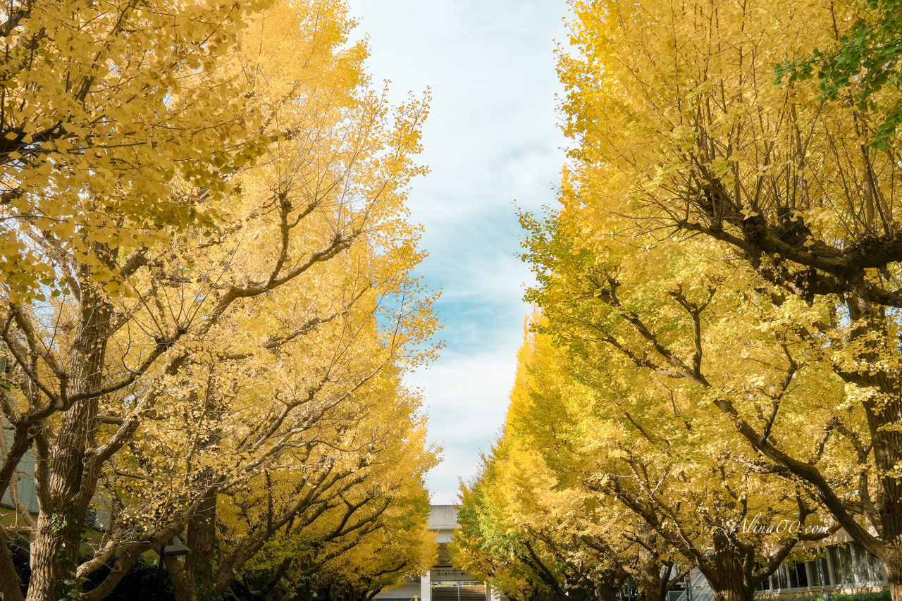 明治神宮外苑銀杏大道