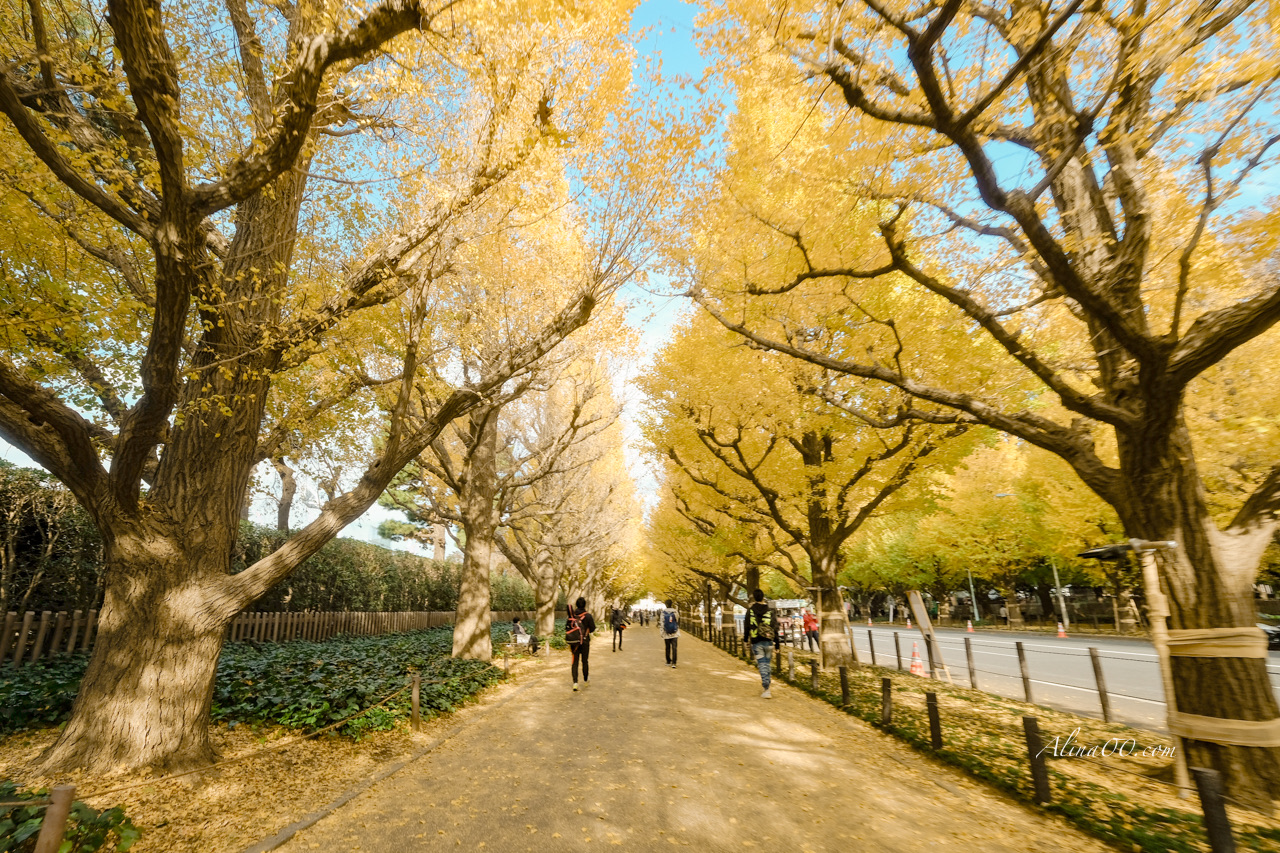 明治神宮外苑銀杏大道