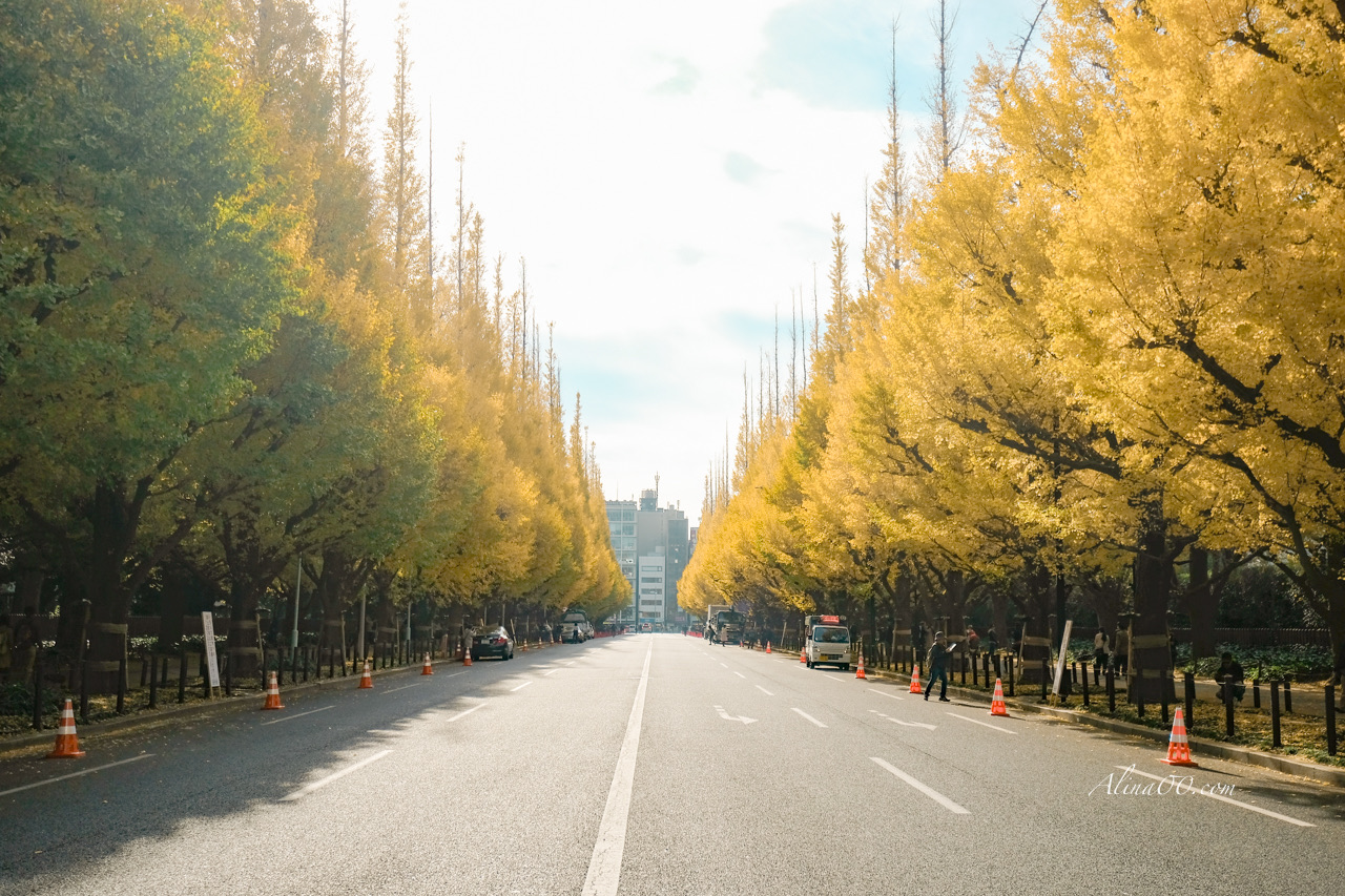 明治神宮外苑銀杏大道