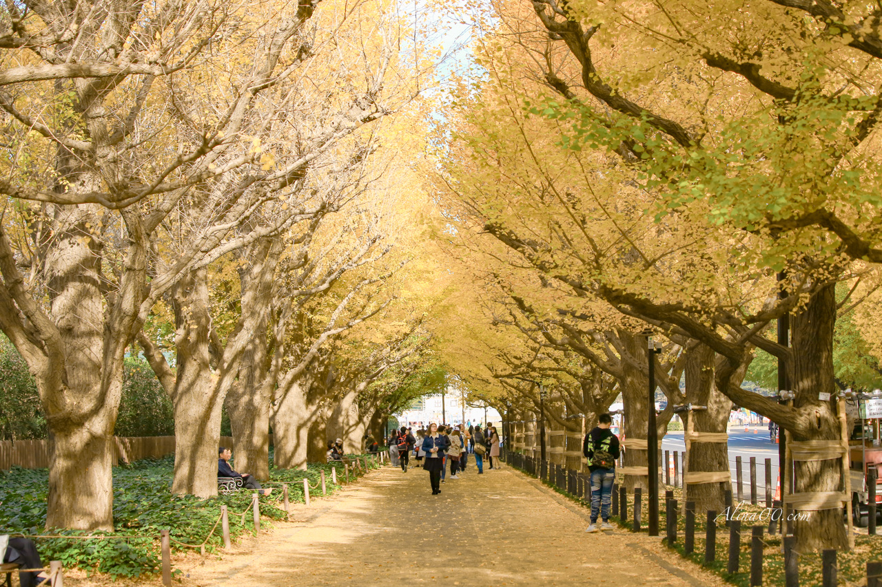 【東京景點】明治神宮外苑銀杏大道/金黃浪漫的季節時間就在11月