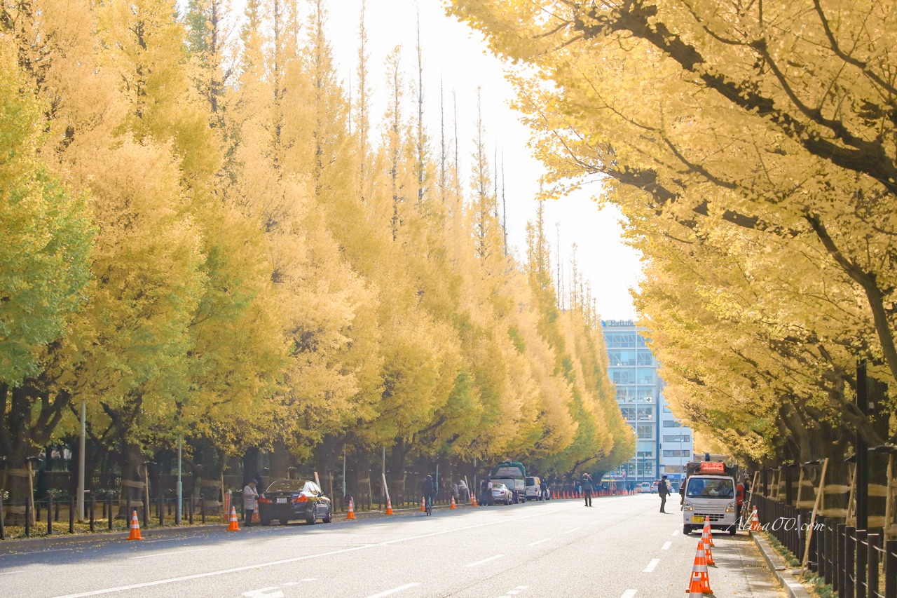 東京銀杏並木