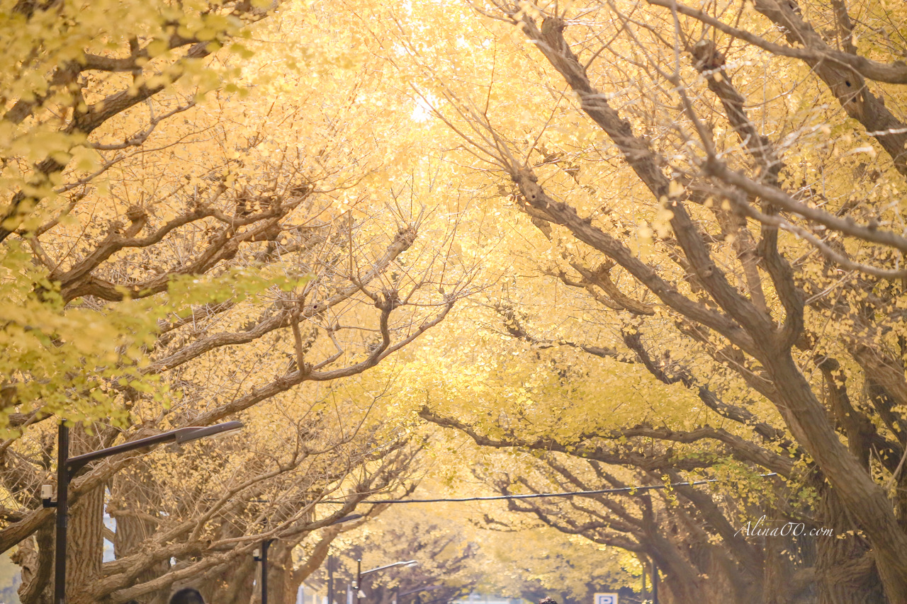 明治神宮外苑銀杏大道