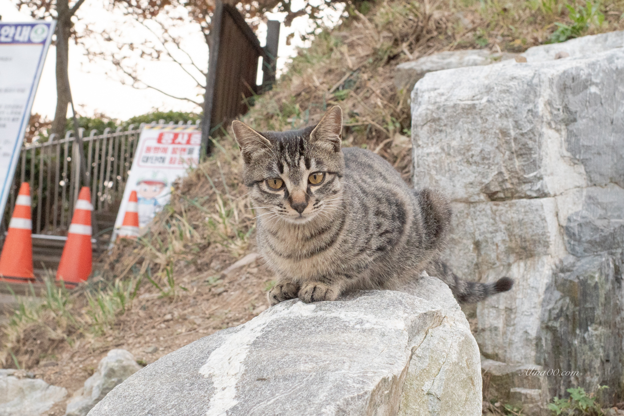 釜山貓咪好可愛