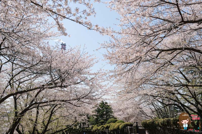 韓國首爾近郊櫻花景點