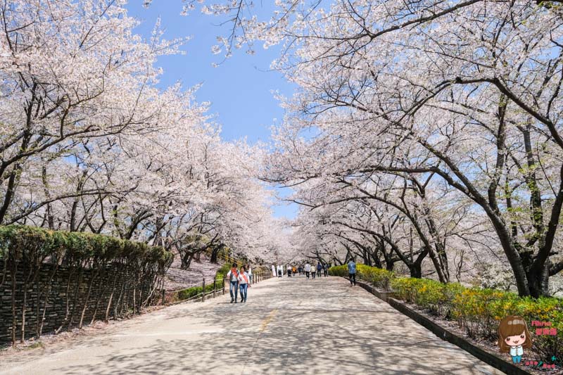 韓國首爾櫻花景點