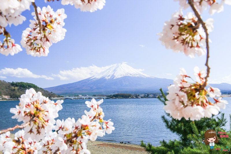 富士山河口湖櫻花