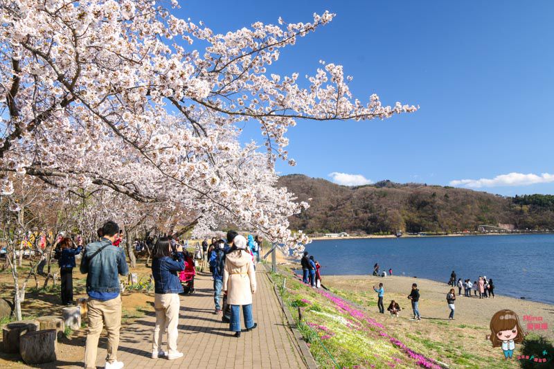 富士山櫻花季