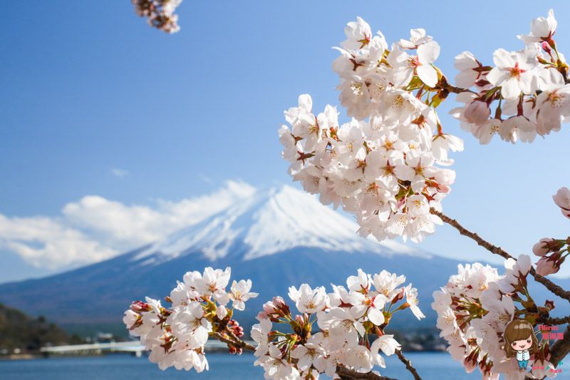 富士山河口湖賞櫻一日遊