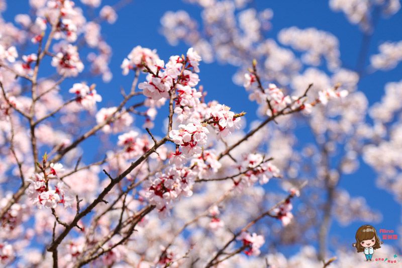 山中湖櫻花季