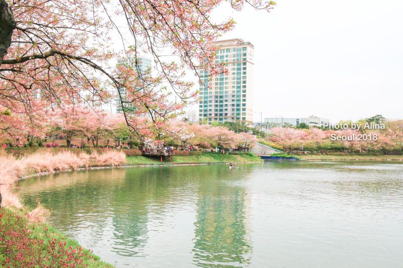 石村湖櫻花