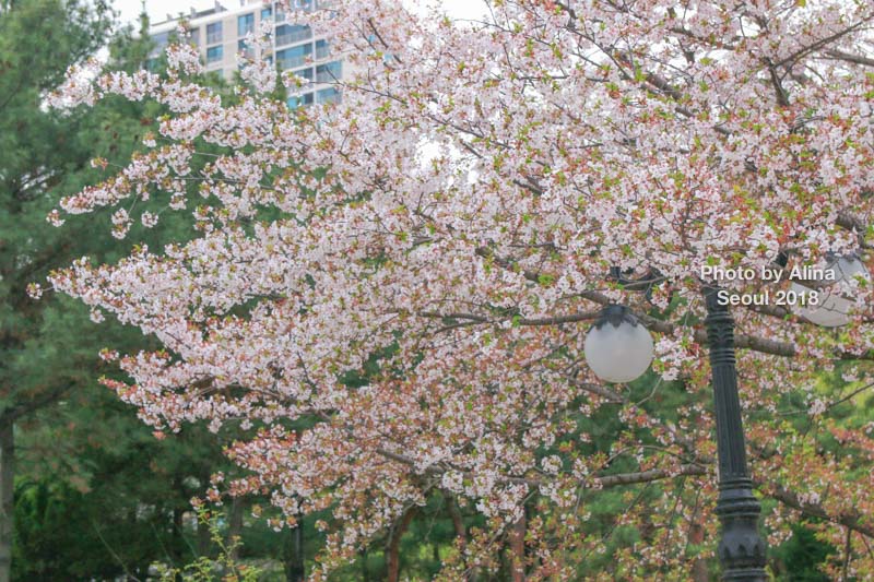 石村湖櫻花節慶典