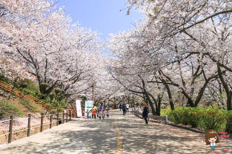 SK石油化學櫻花公園